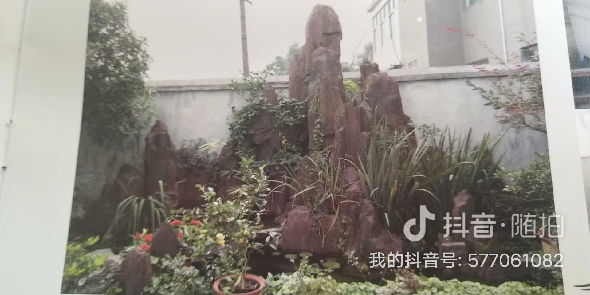 红叶石楠图片
