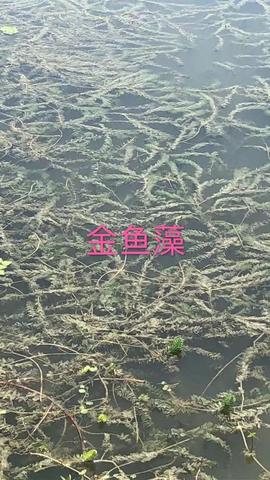 金鱼藻图片
