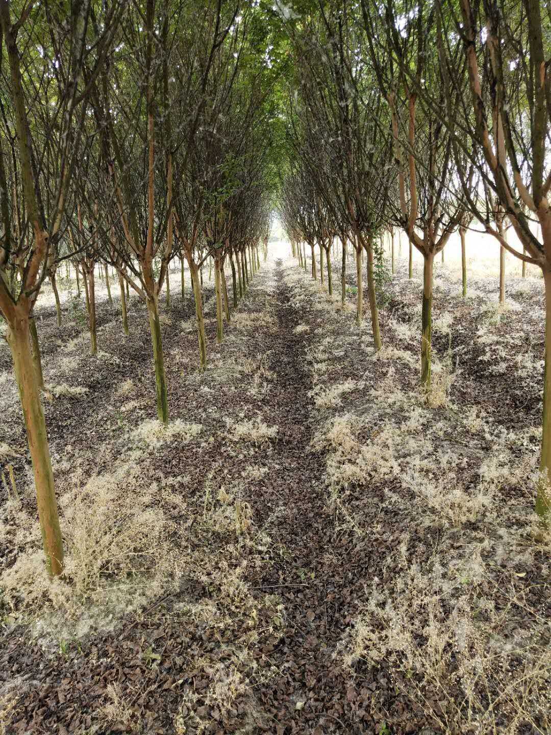 紫薇图片