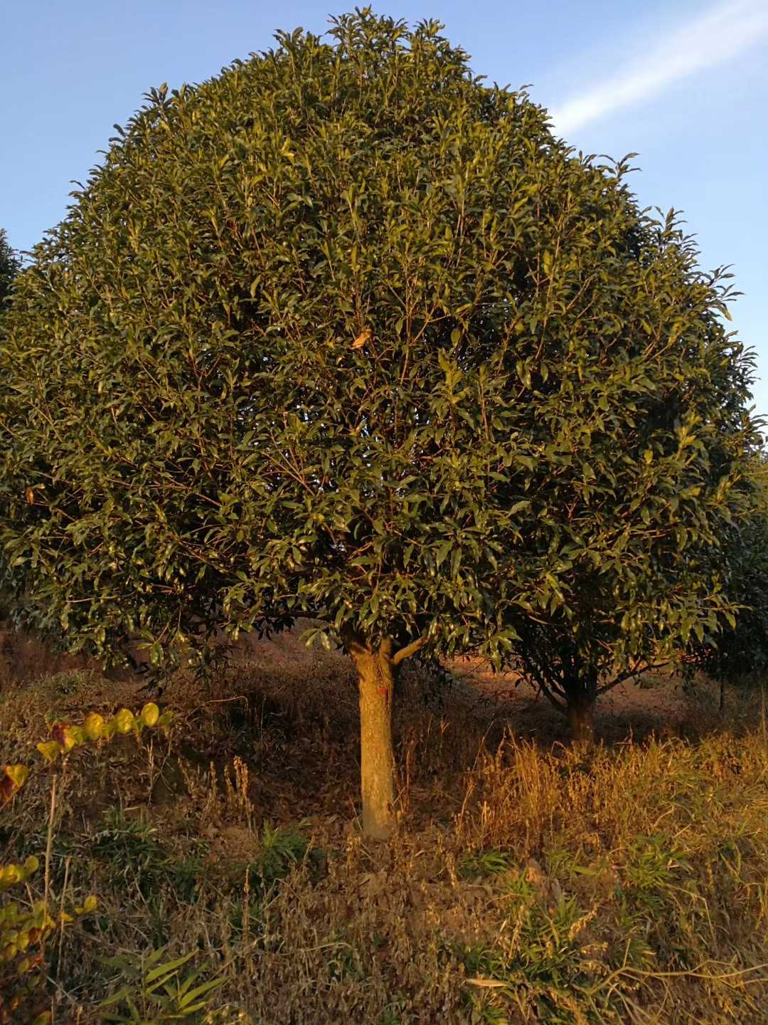 桂花图片