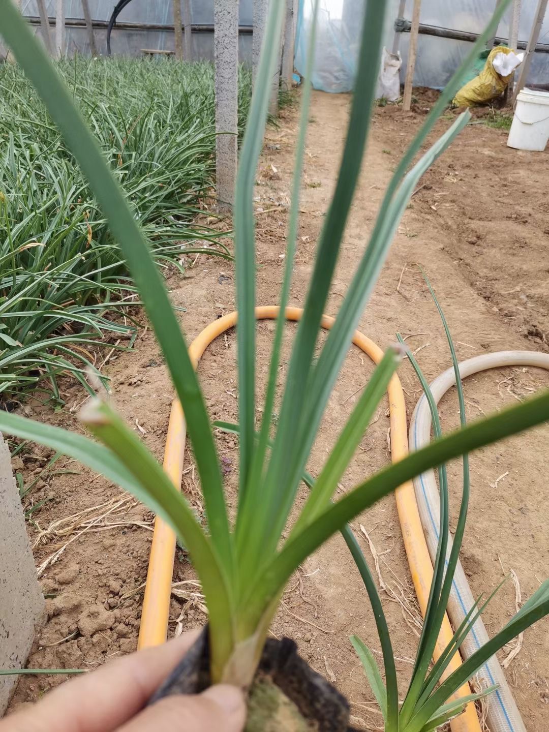 火炬花图片
