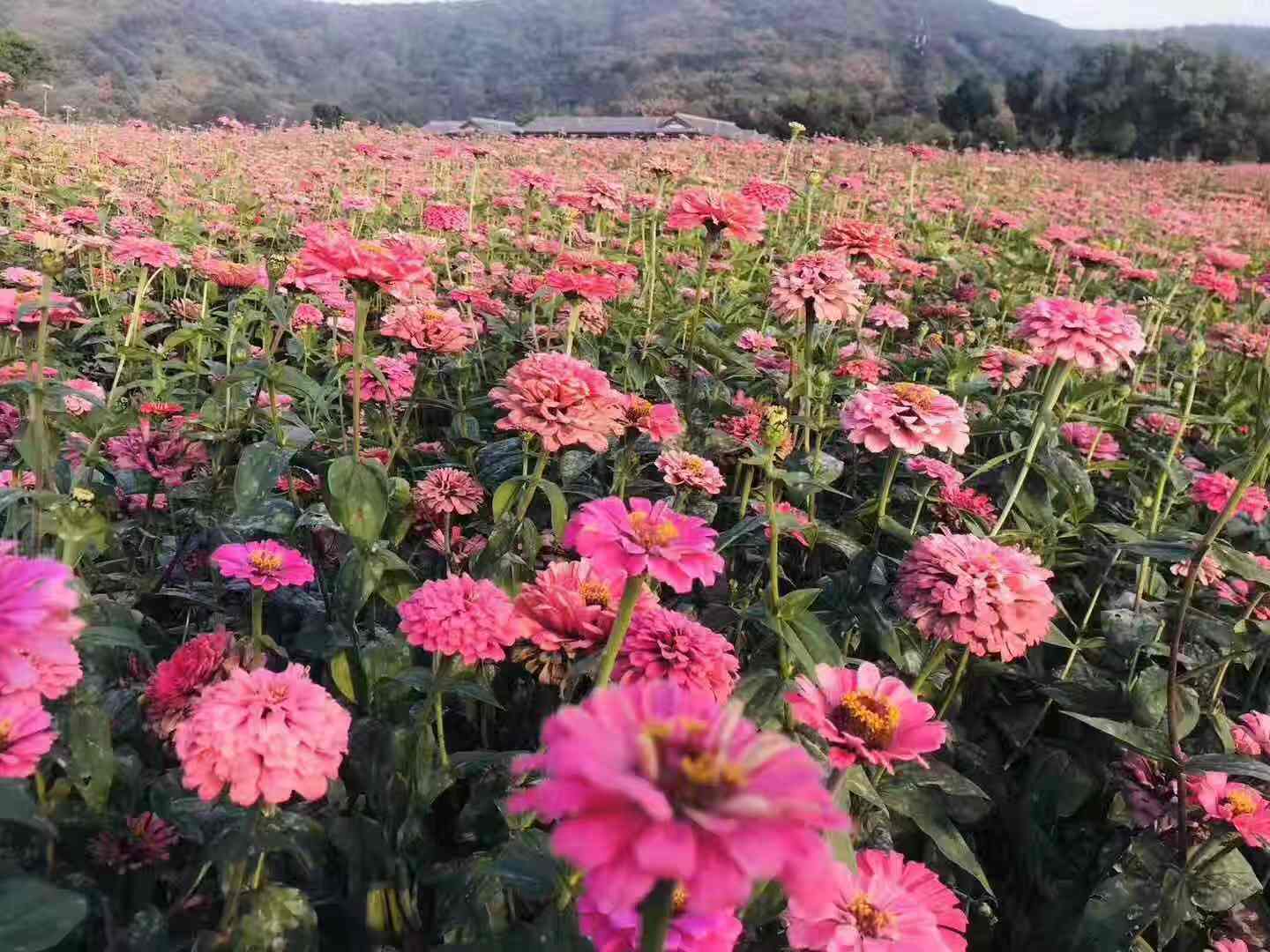 王小亮的花木图片