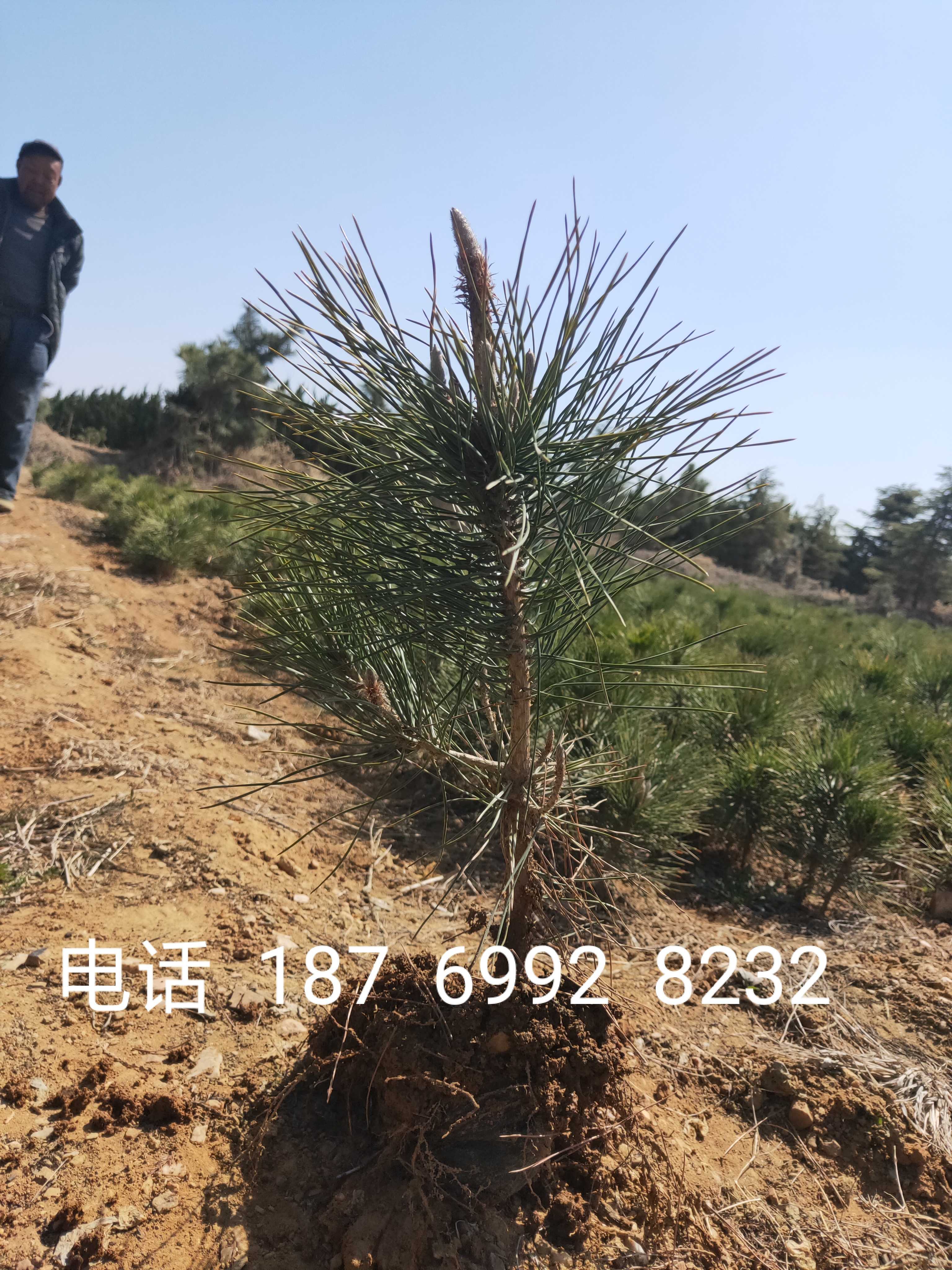黑松图片