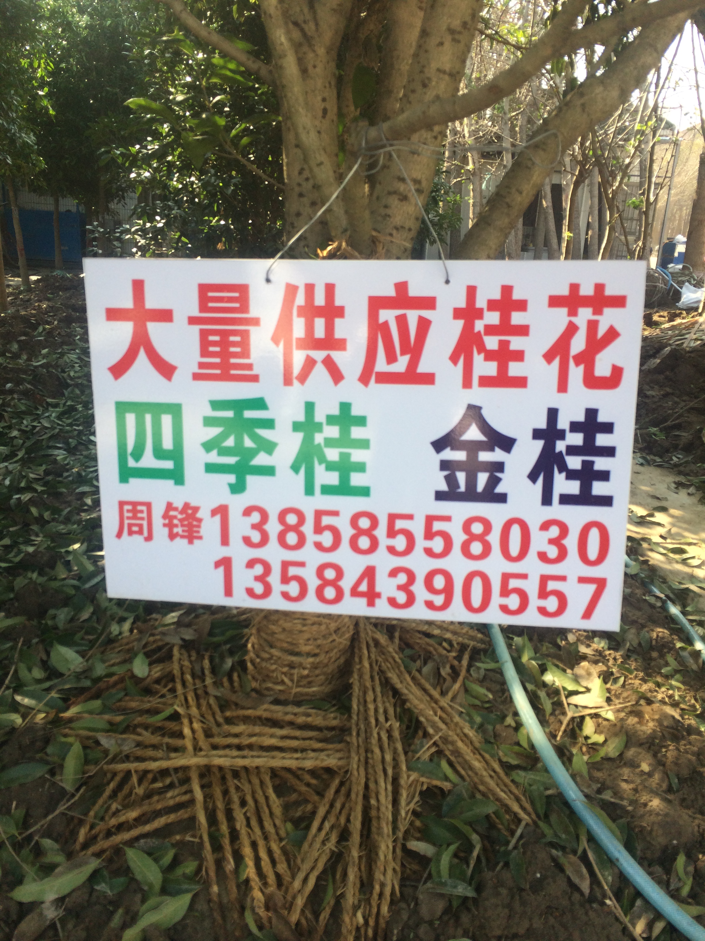 大量供应桂花图片