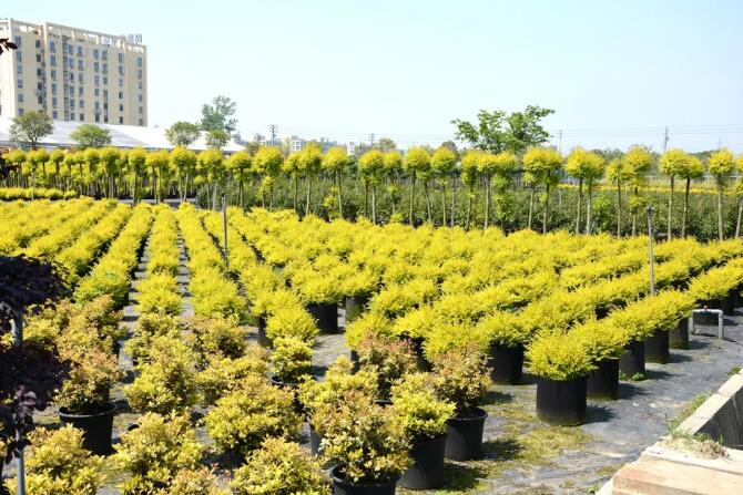 苗木养护：花木种植养护中常见的10大错误，请避免！
