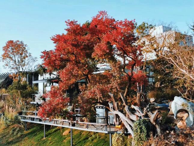 专题报道：明知家庭园艺是坑， 你为什么还往里跳？