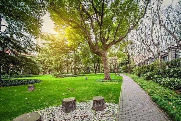 城市园林绿化大树培育与移植技术要遵照步骤和规范，否则影响园林绿化建设