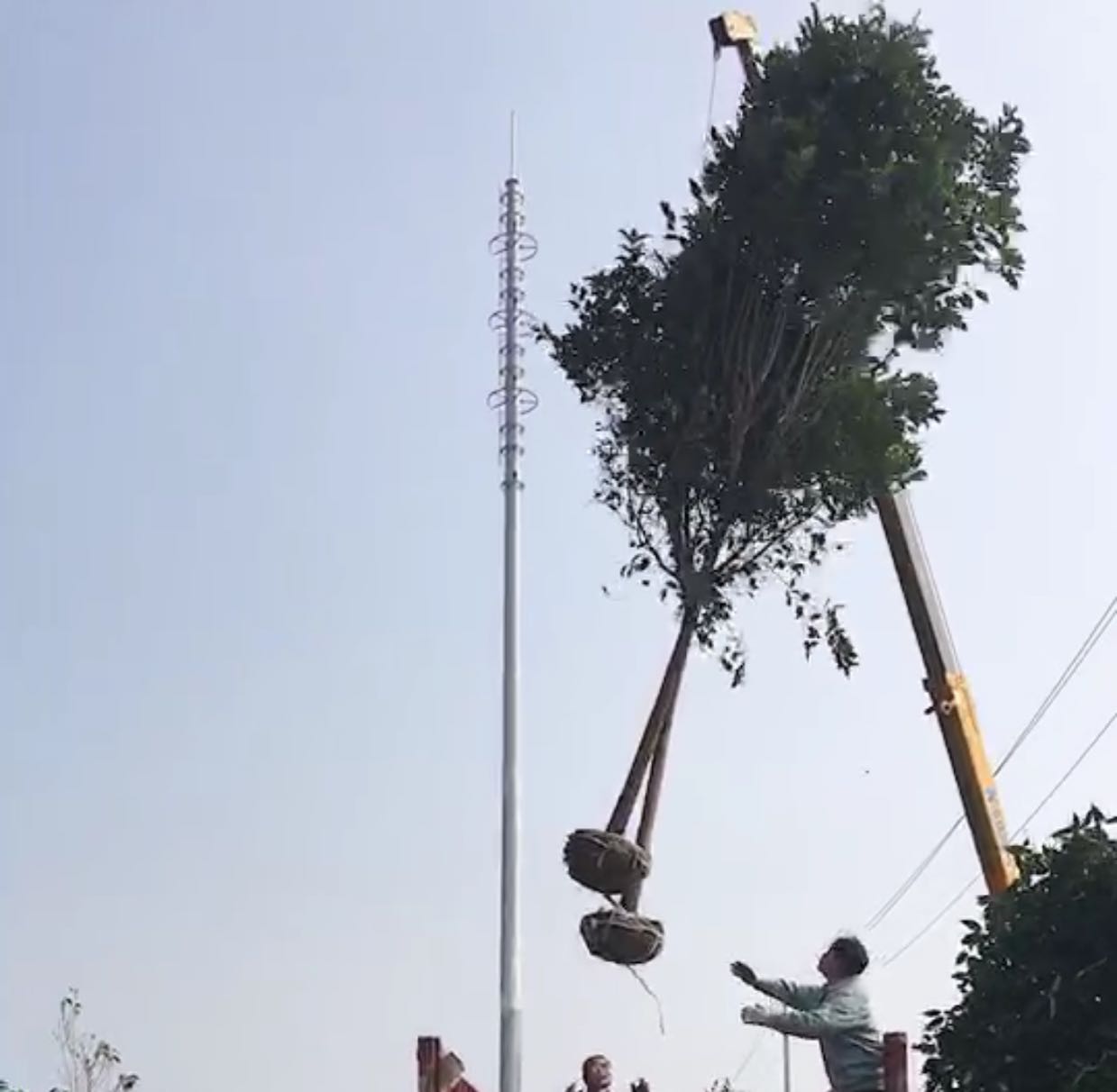 大叶女贞图片