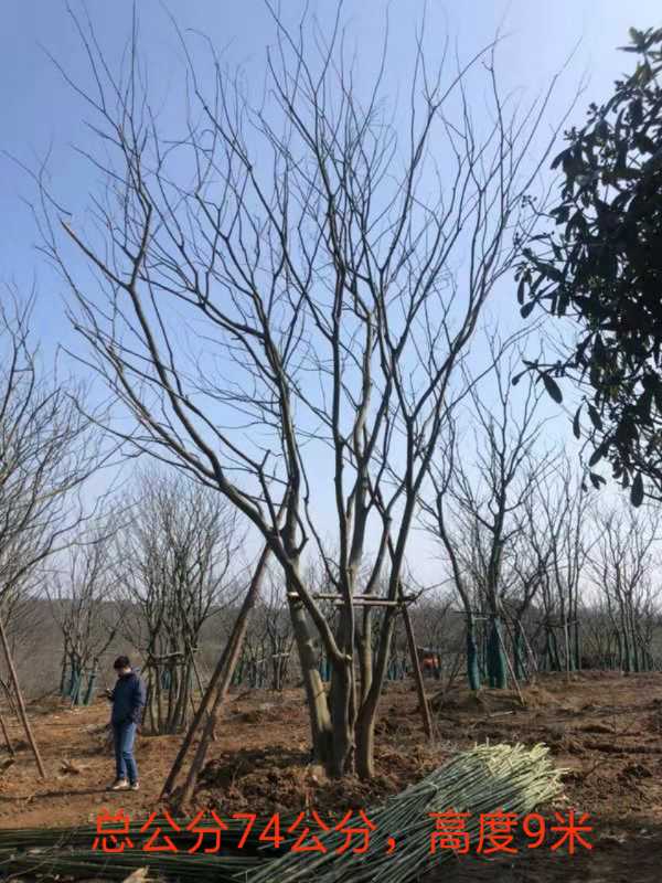 楠楠苗木种植基地图片