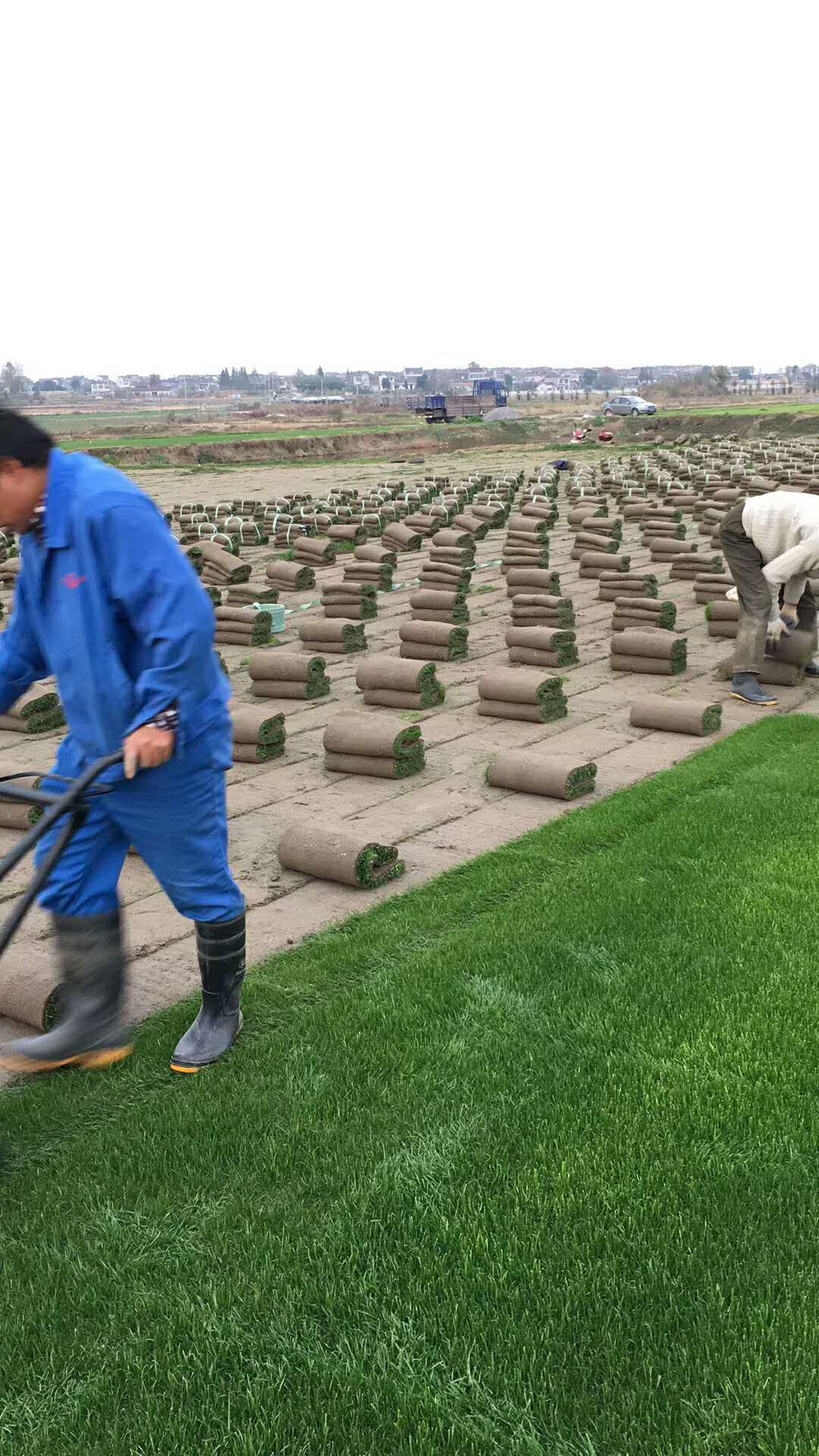 果岭草+黑麦草混播图片