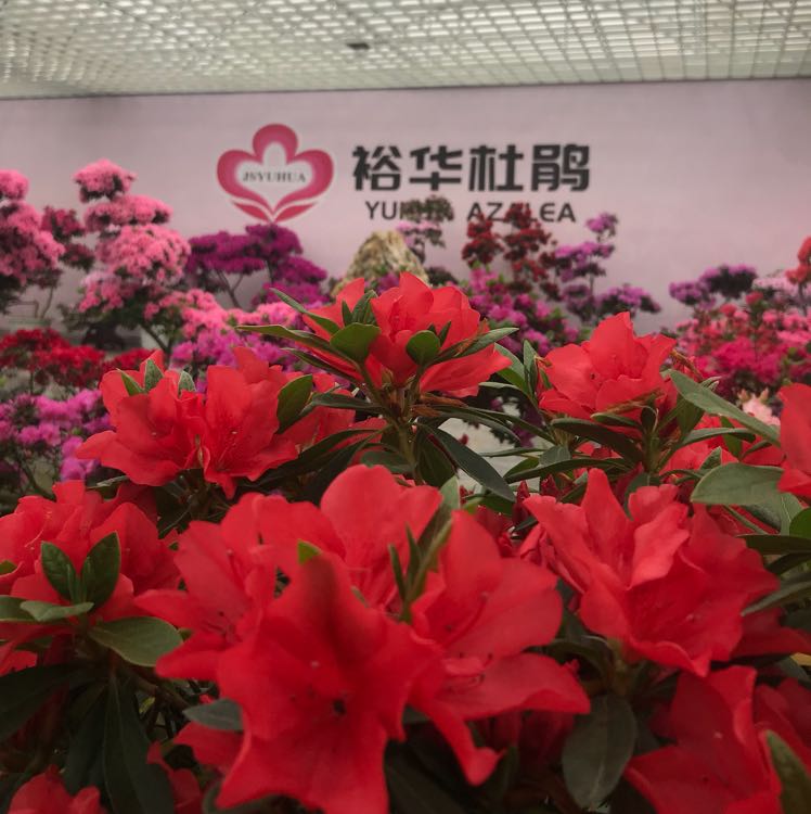 江苏裕华杜鹃种植有限公司图片