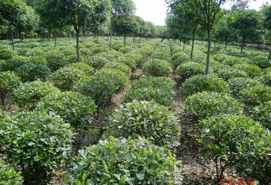 苏州天麟风景工程有限公司图片