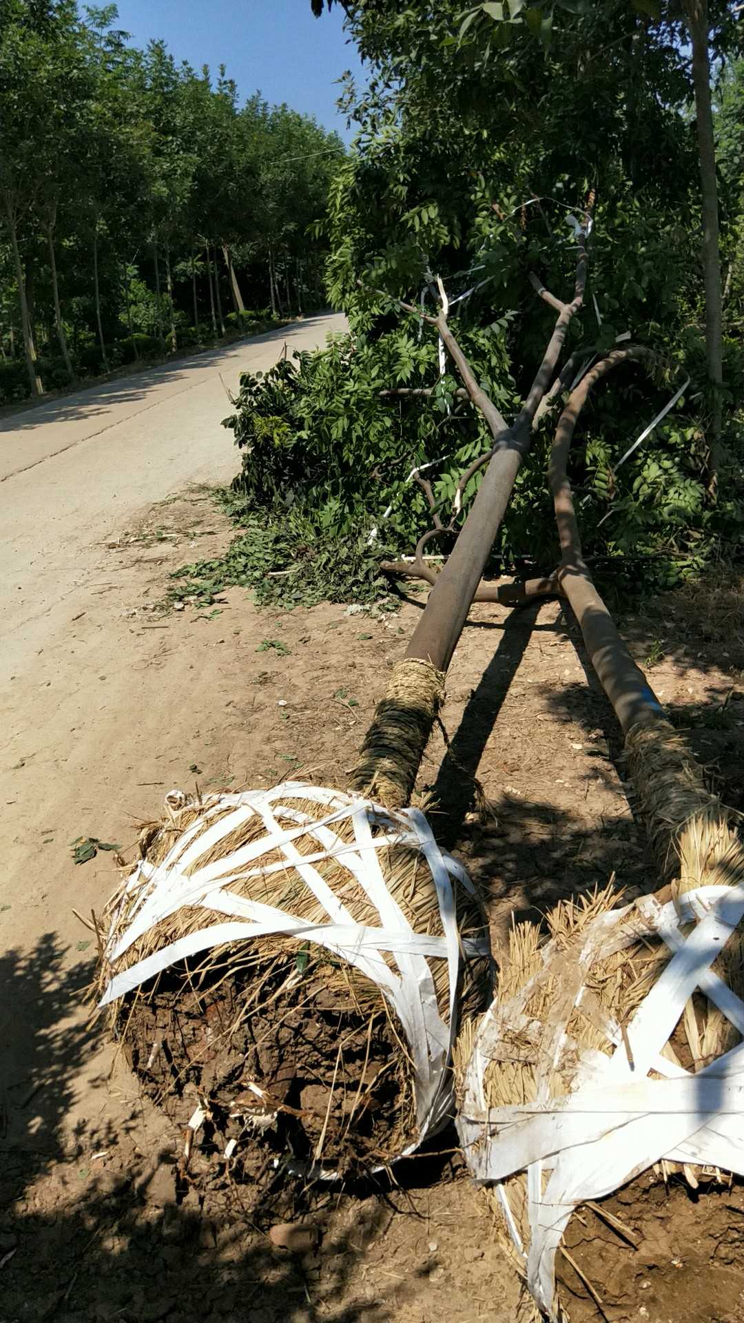 黄山栾树图片