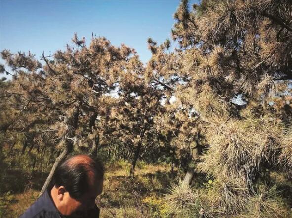 繁育种苗，清除杂草有什么高招？油松、五角枫等病虫害防治篇（下）