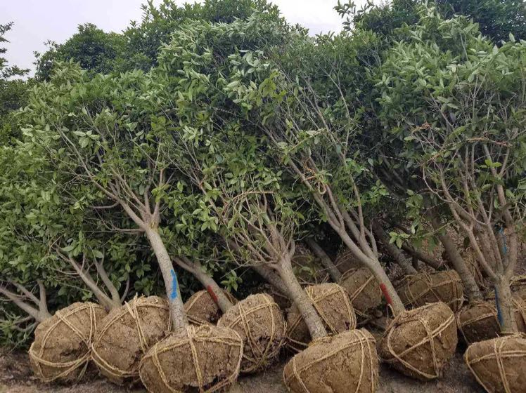 桂花图片