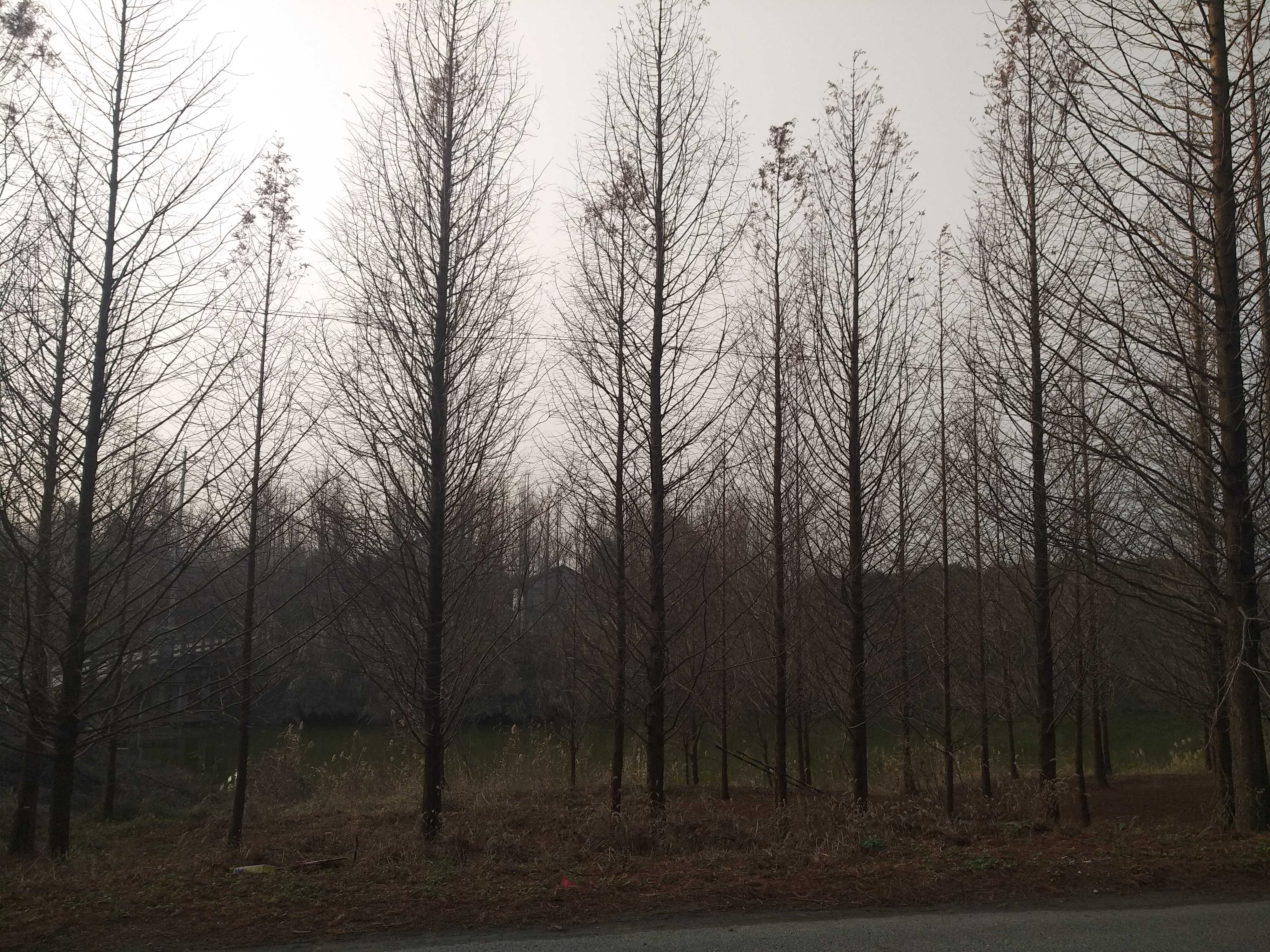 水杉图片