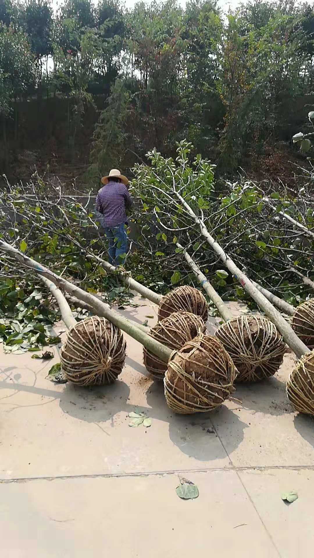 金桂图片