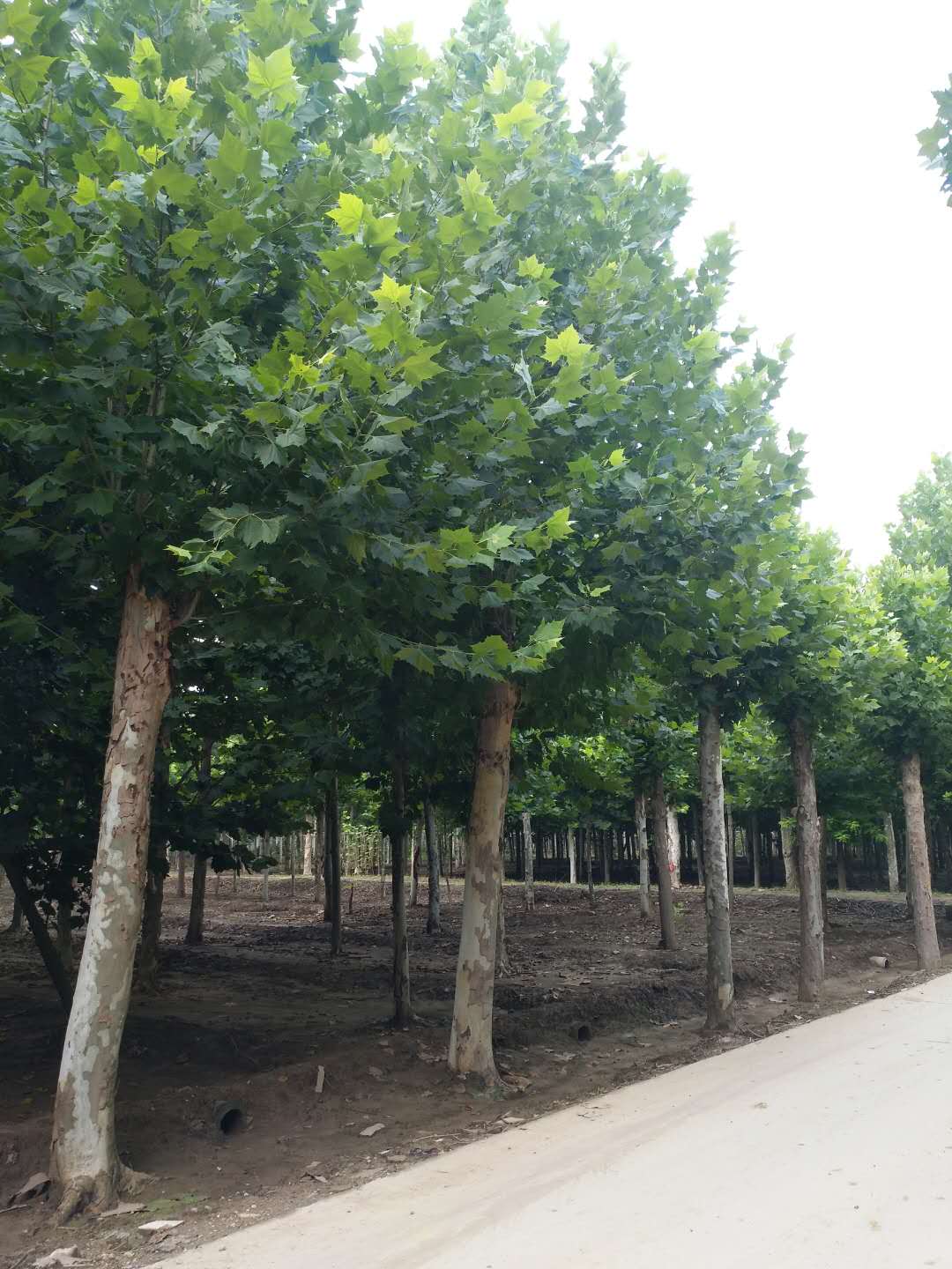 法国梧桐图片