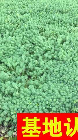 狐尾藻图片