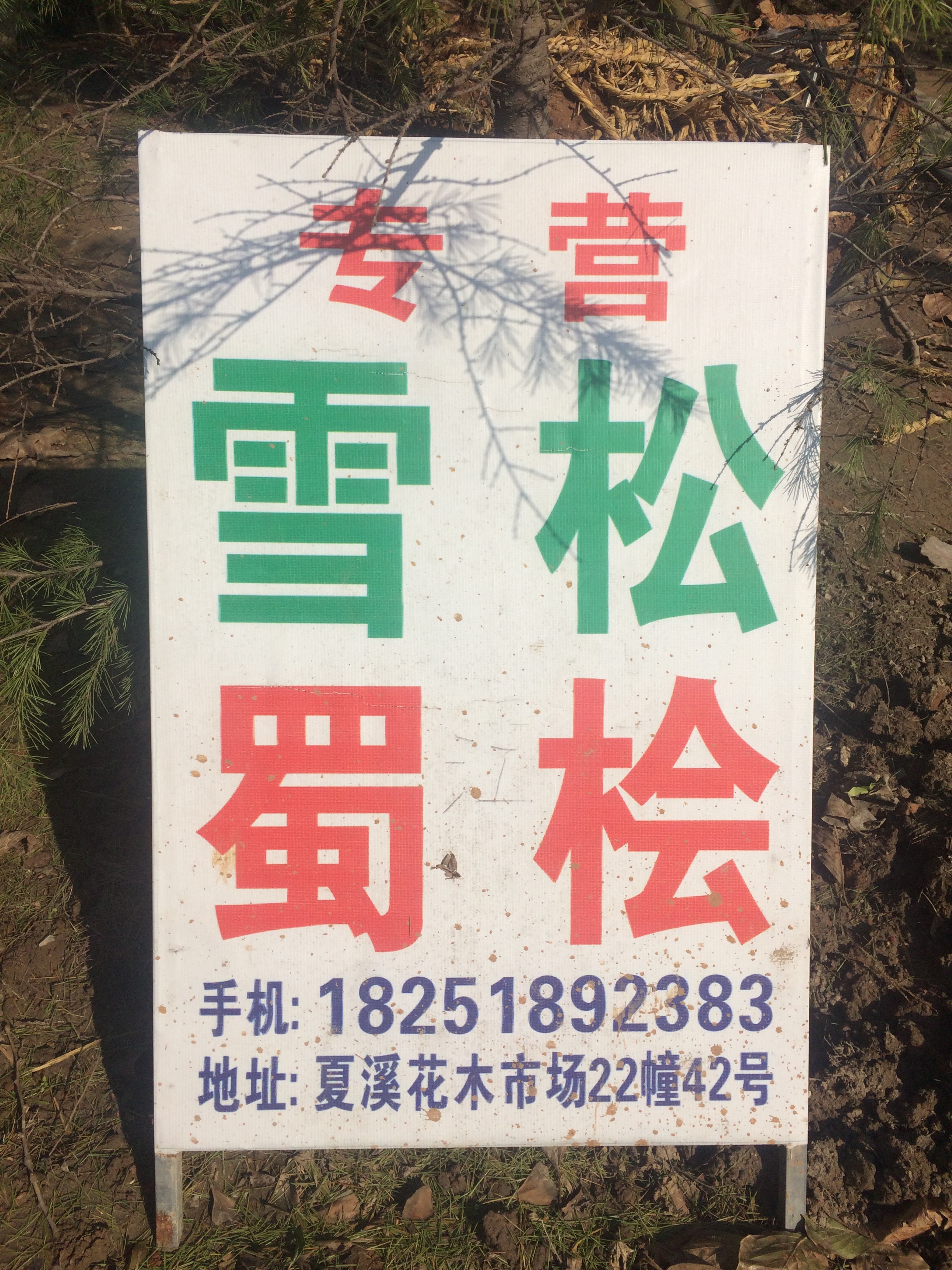专营雪松蜀桧图片