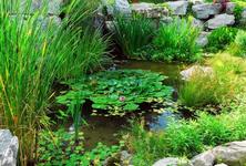 植物种植设计常用水生植物类集锦，了解水生植物请看这里