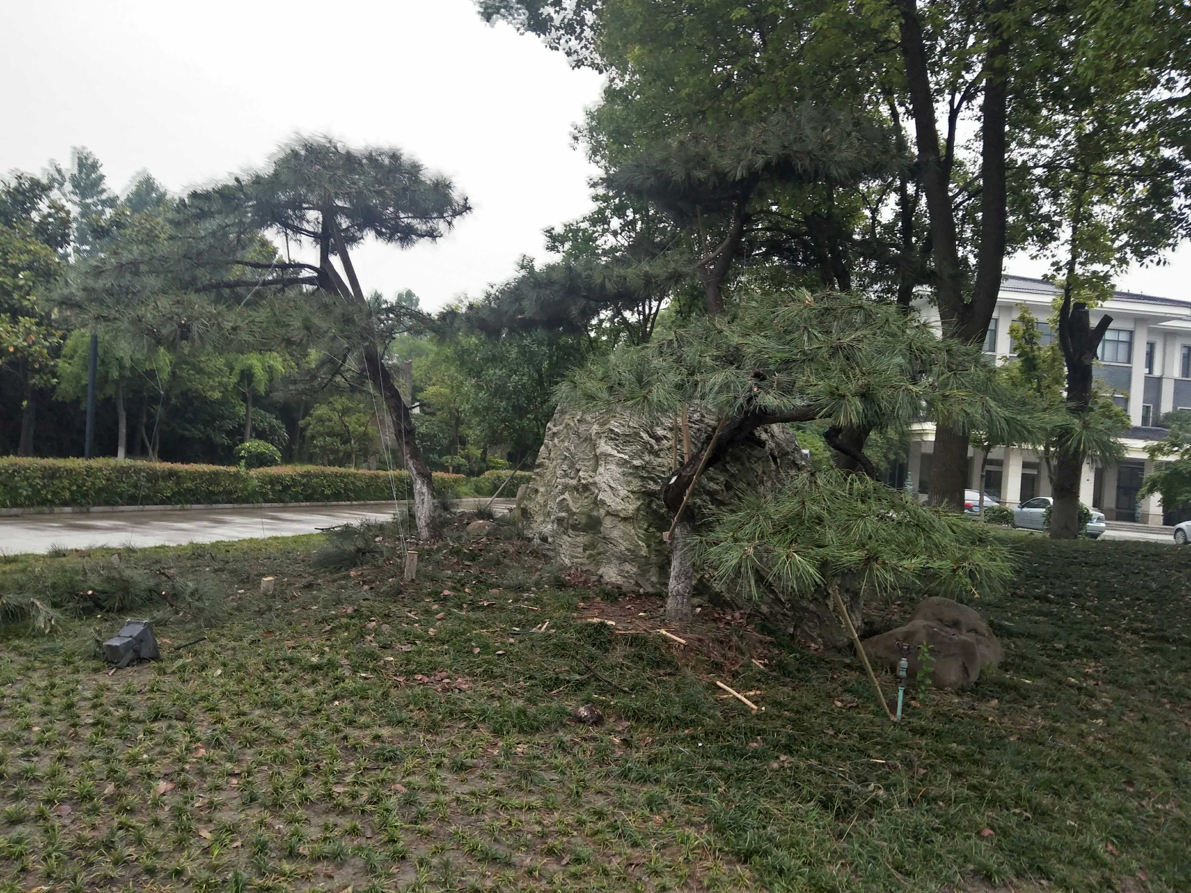 扬州春阳苗圃图片