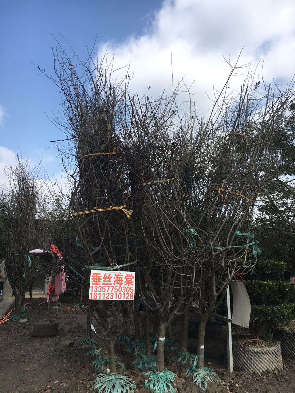 潘玉芳
