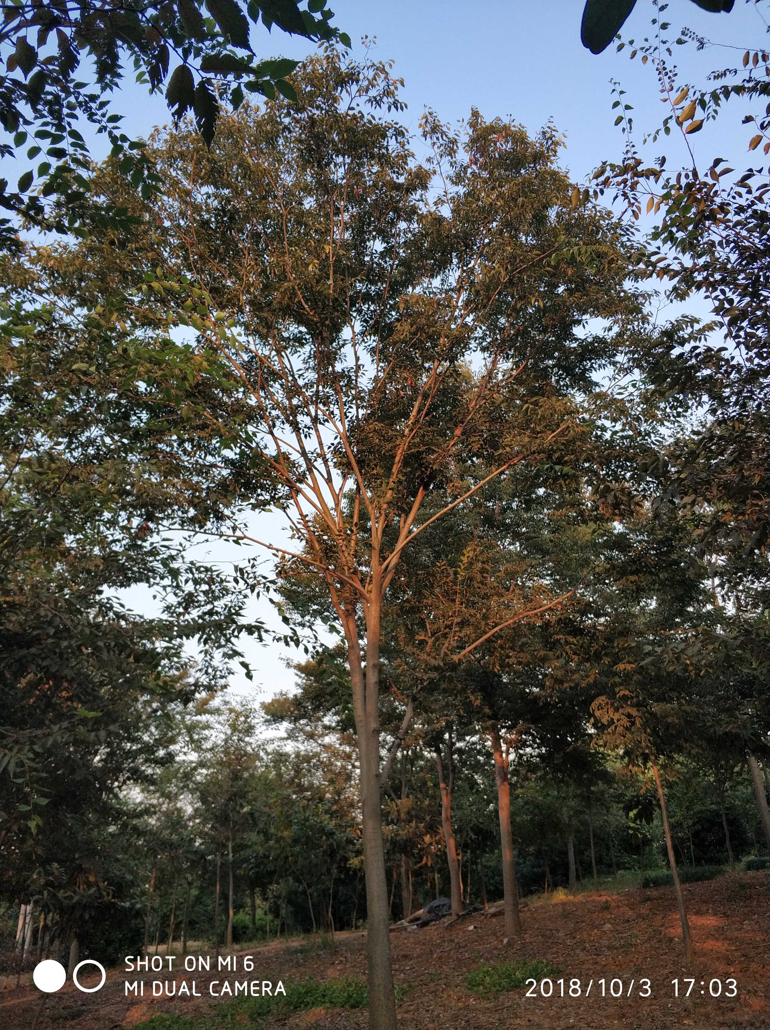 金坛市高伟花木场