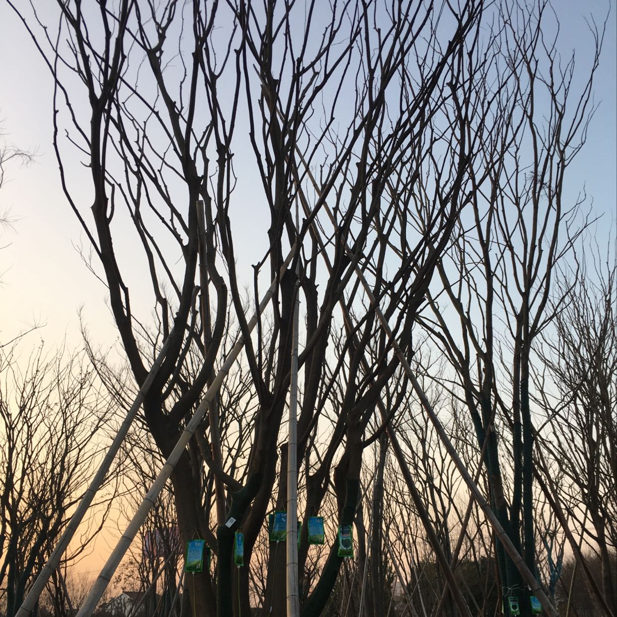 丛生朴树图片