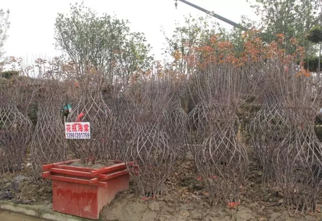 “花瓶”不平价