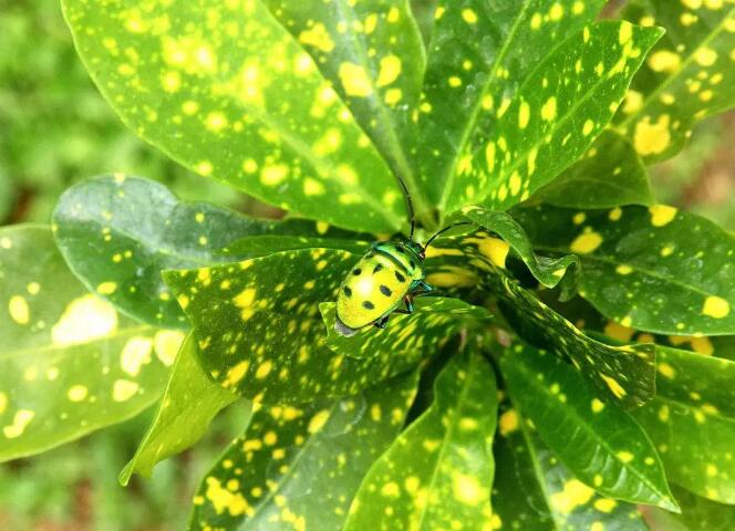 植物百科：真菌病害、细菌病害和病毒病，对于药剂防治来说十分重要