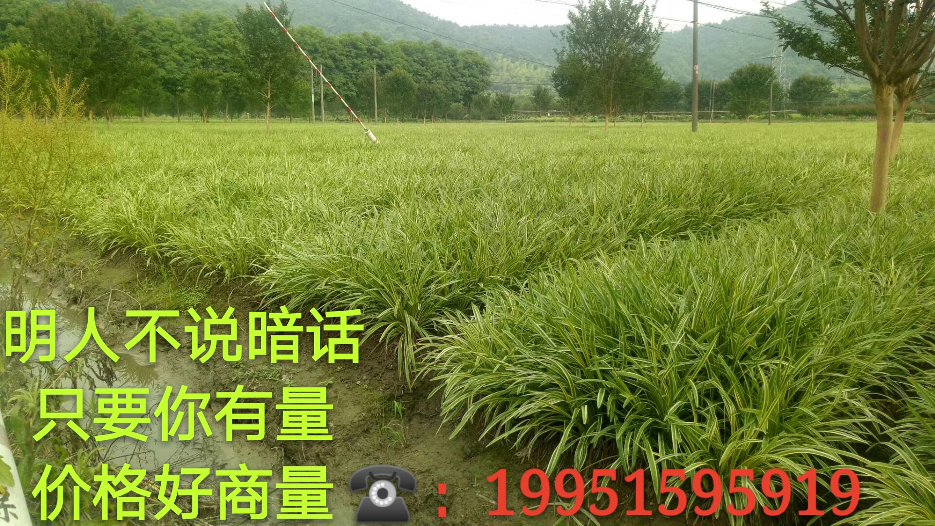金边麦冬图片