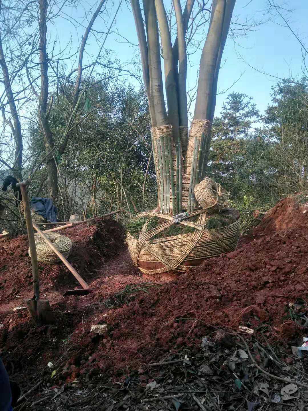 黄山栾树图片