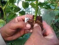 生长能力弱的苗木品种怎样获得较高的生根率和较好的根系，教你7个方法！