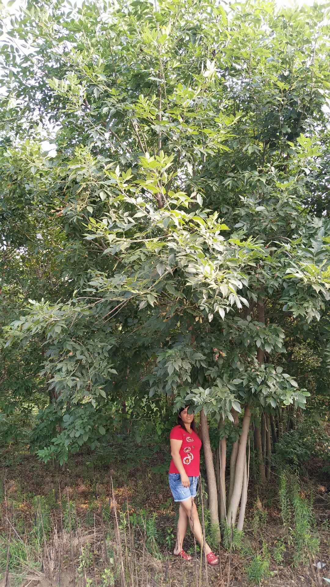白蜡图片