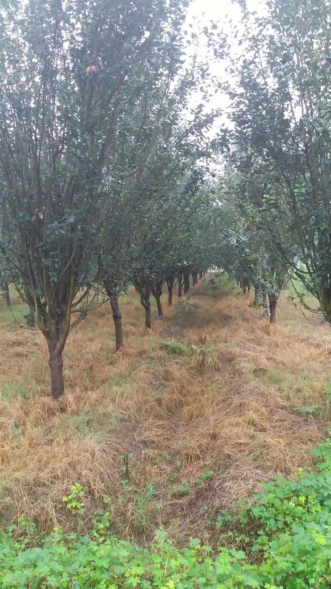 西府海棠图片