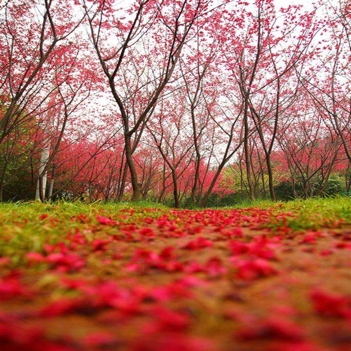 樱花图片