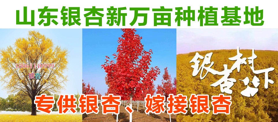 山东银杏新万亩种植基地图片