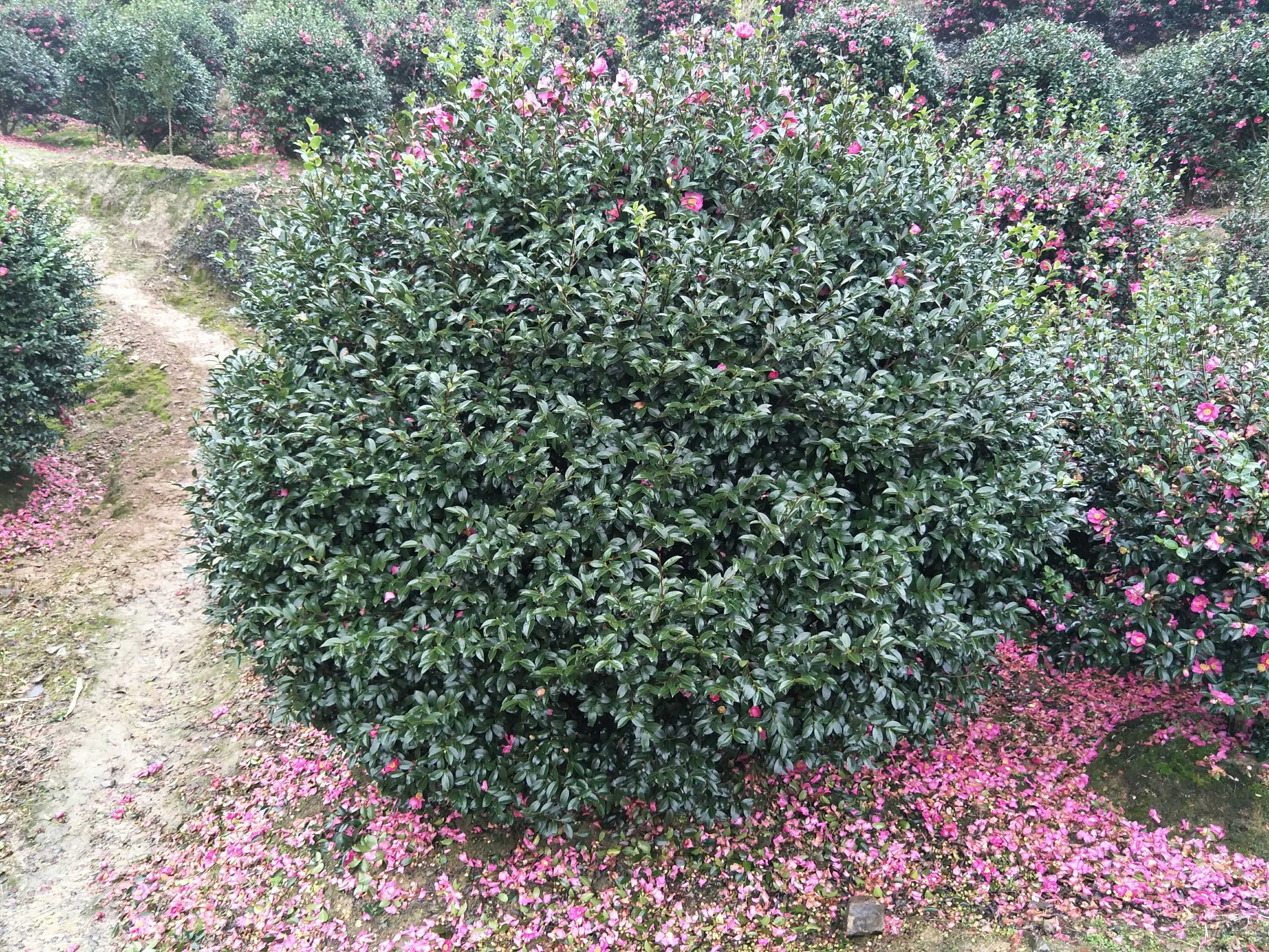高茶梅图片