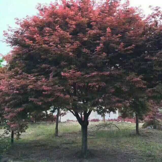 红枫图片