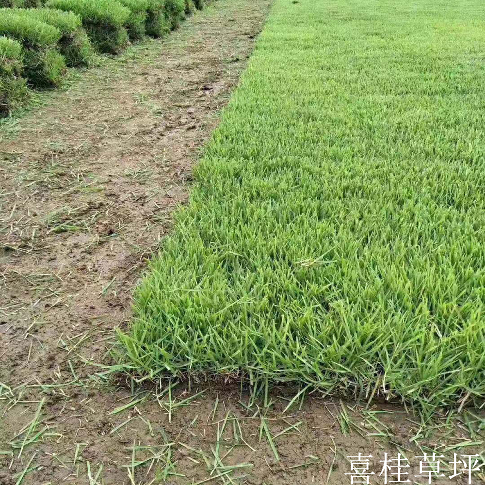 中华结缕草图片