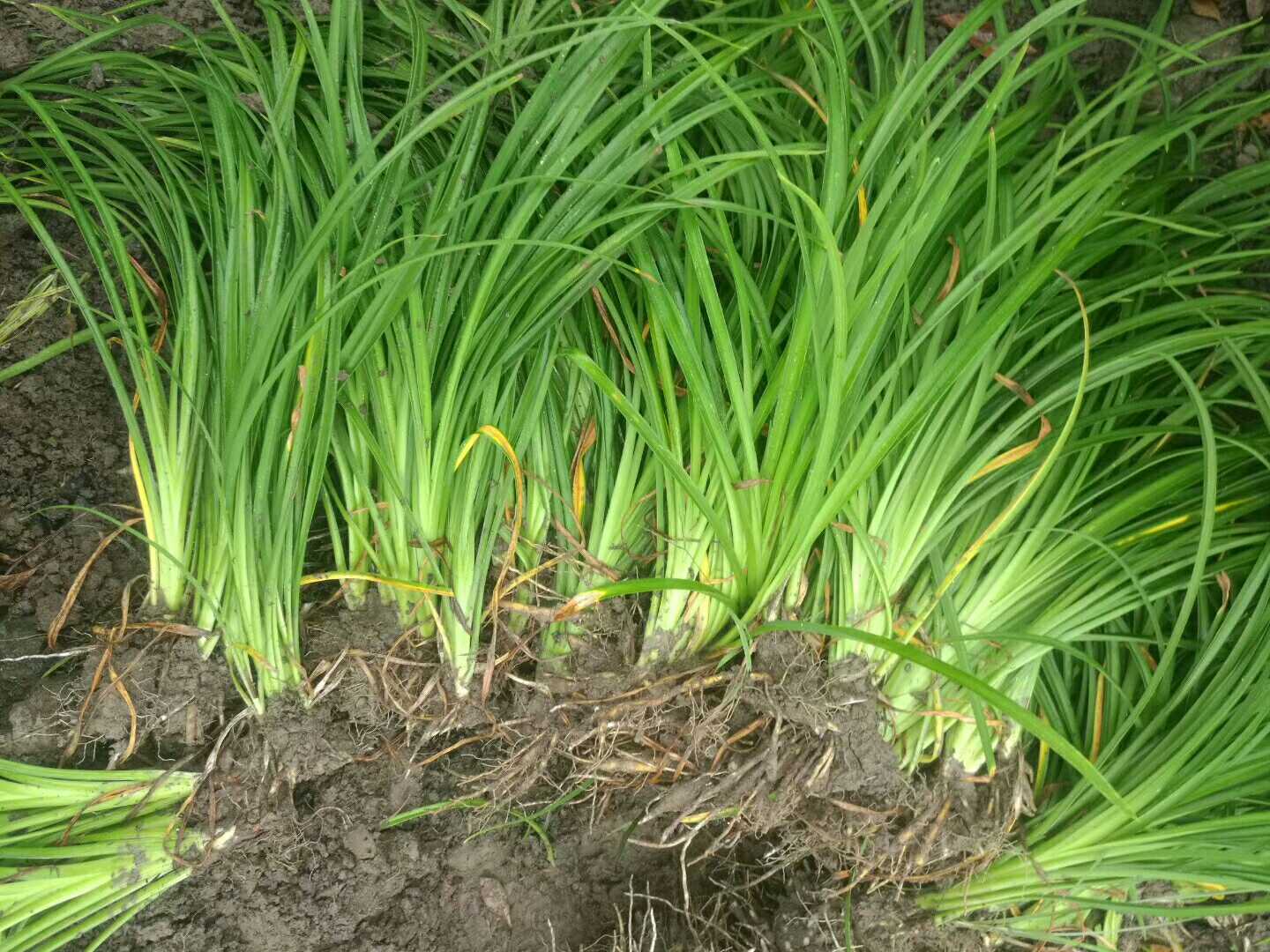 常绿萱草图片