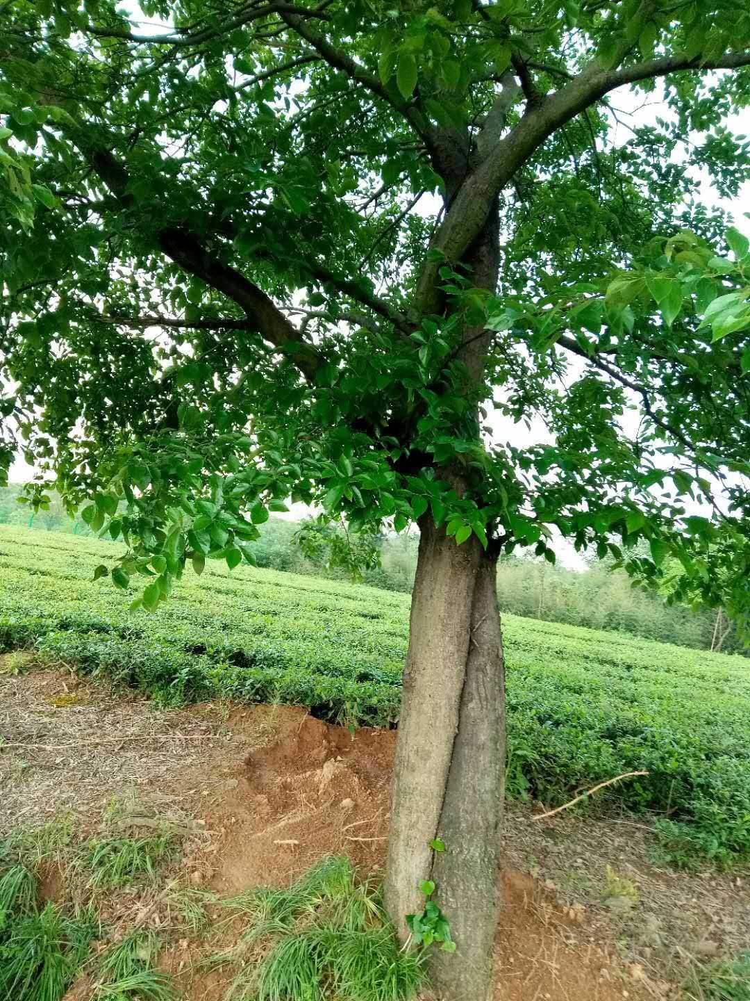 敬亭山。苗圃图片