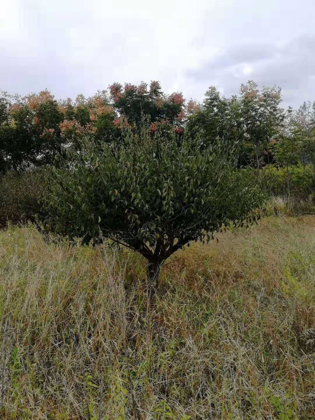 红梅图片