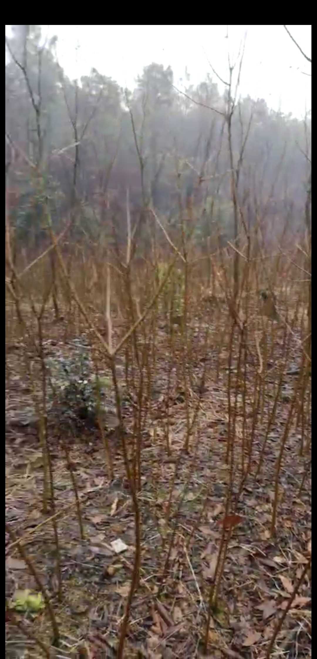 乌桕图片