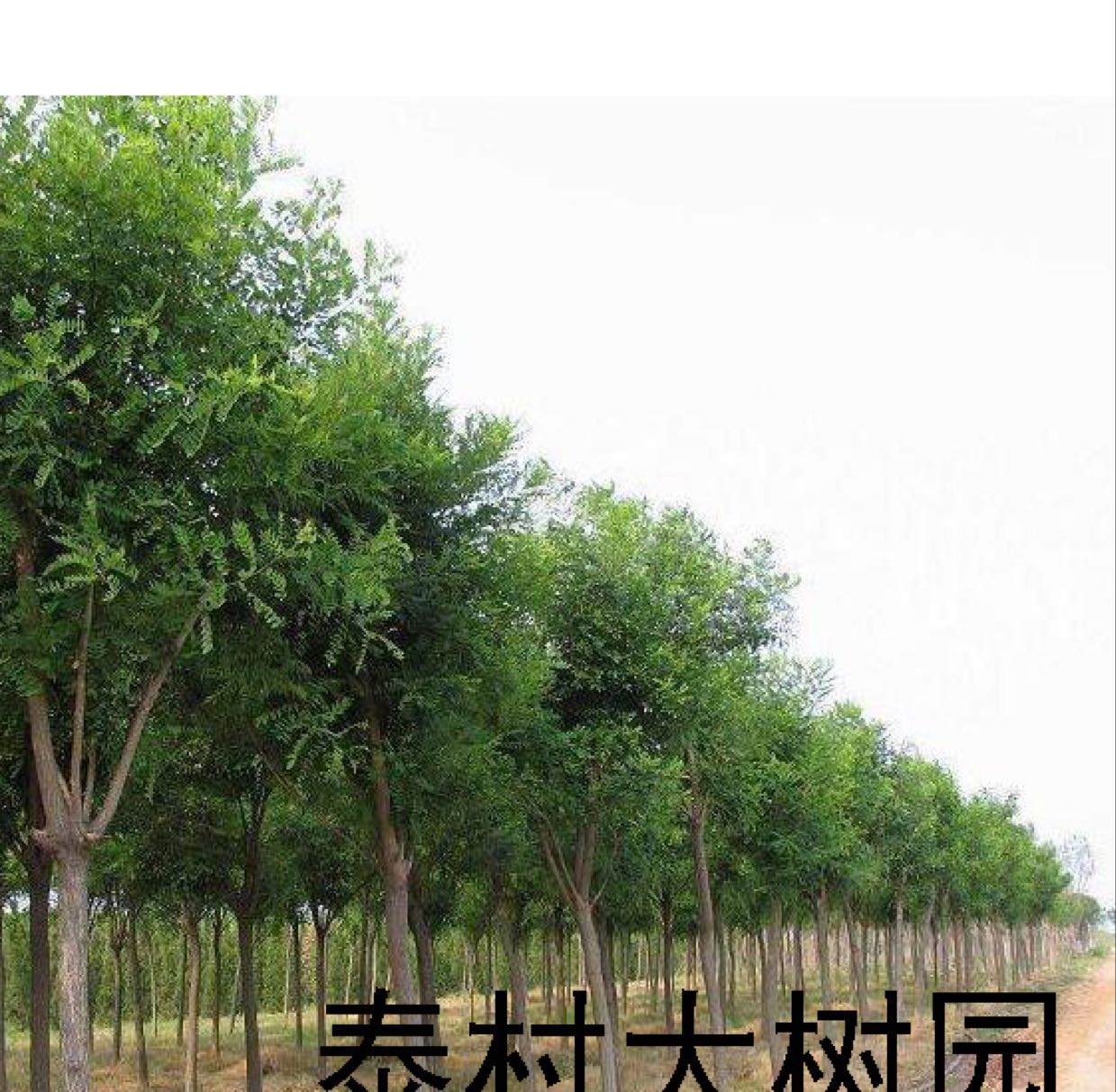 泰村大树园