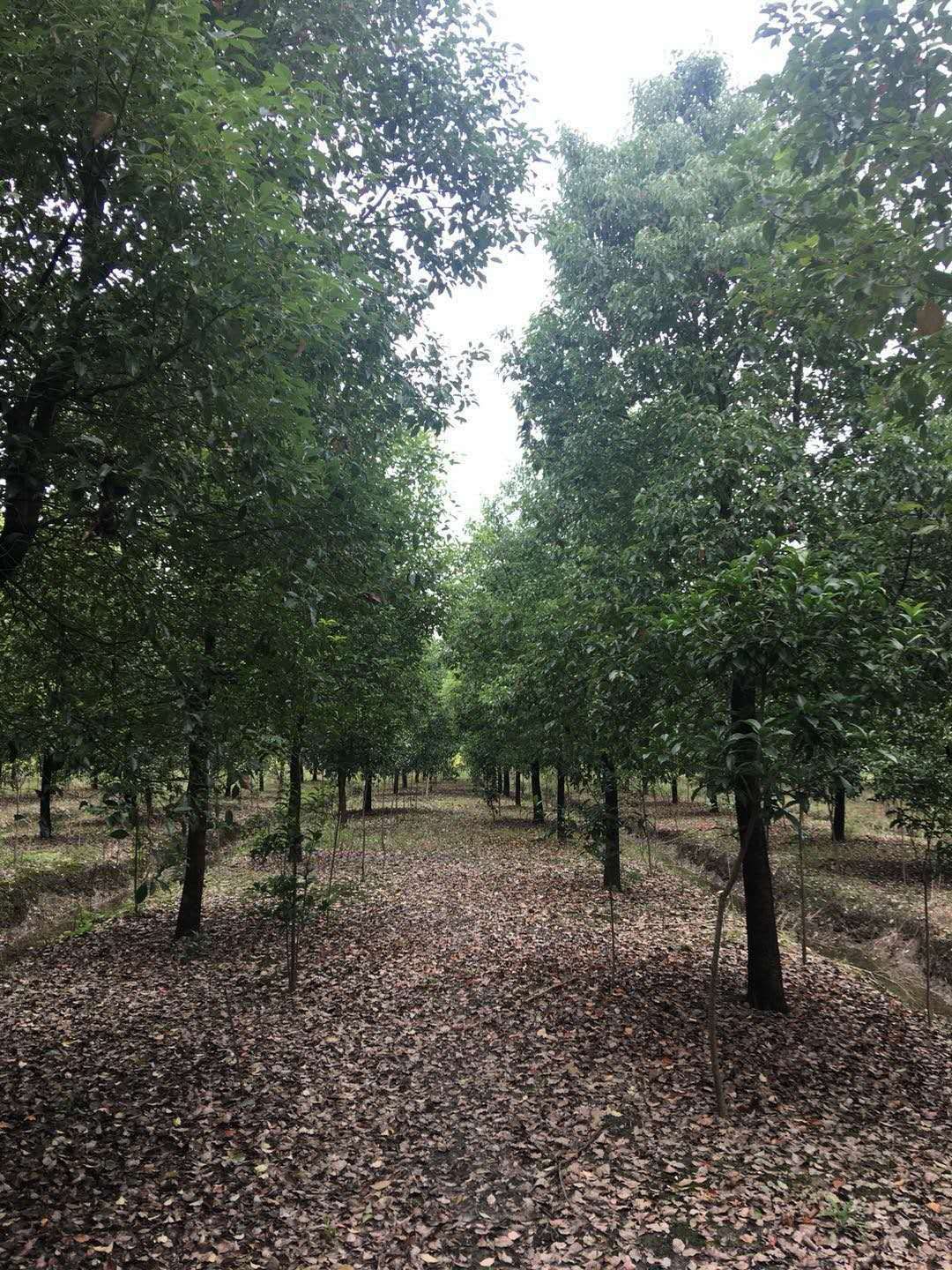 香樟图片