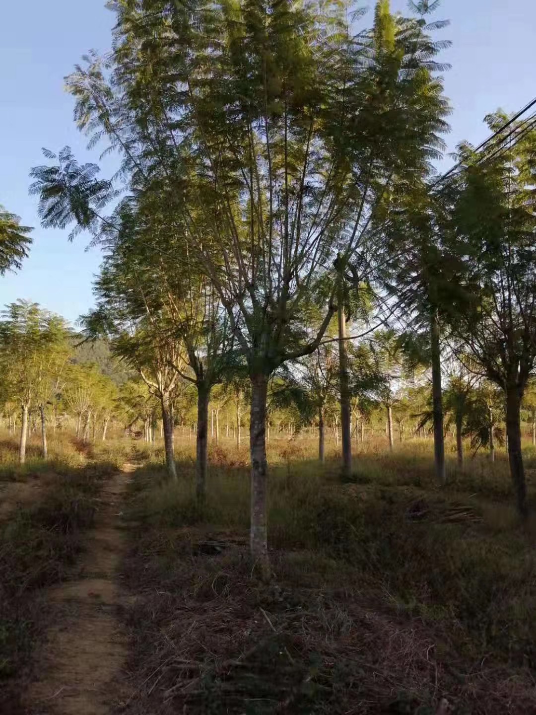 蓝花楹图片