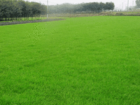 句容天王镇越博草坪种植场图片