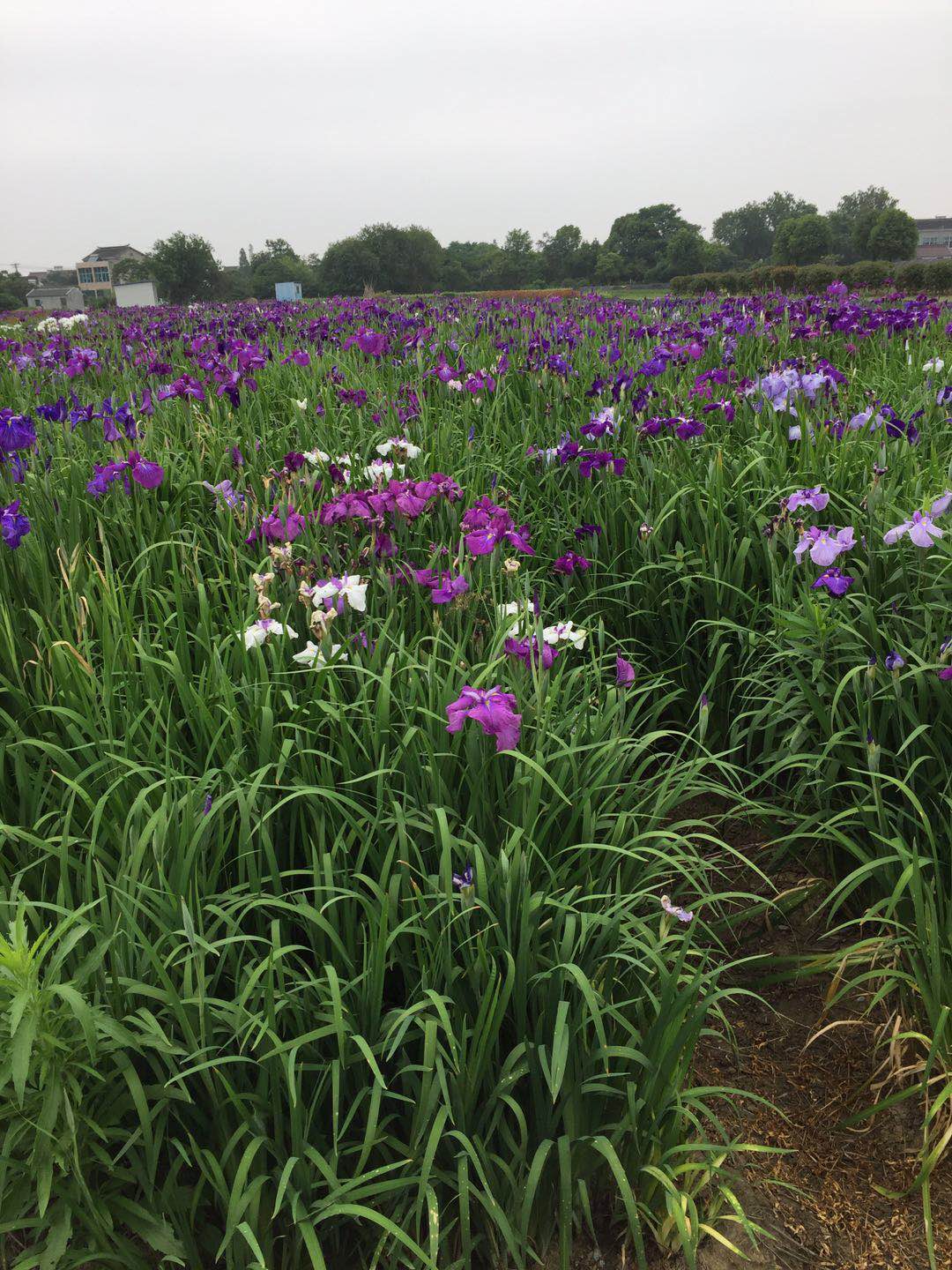 水菖蒲图片